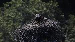Bald eagle 2