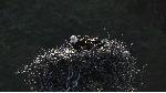 Bald eagle 5