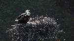 Bald eagle 6