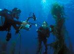 Channel Islands Live