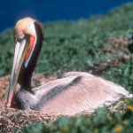 brown pelican on nest