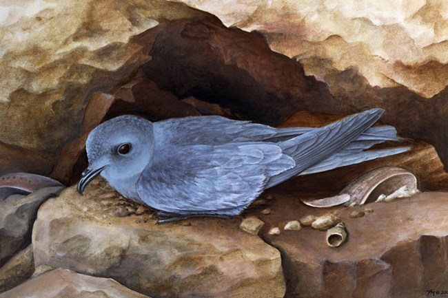 grey bird on rocks