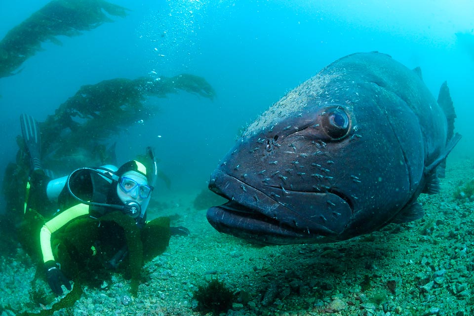 Giant (Black) Sea Bass - Channel Islands National Park (U.S. National