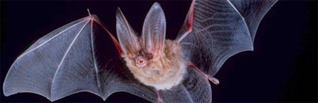 Townsend S Western Big Eared Bat Natural History Townsend S Western Big Eared Bat Natural History