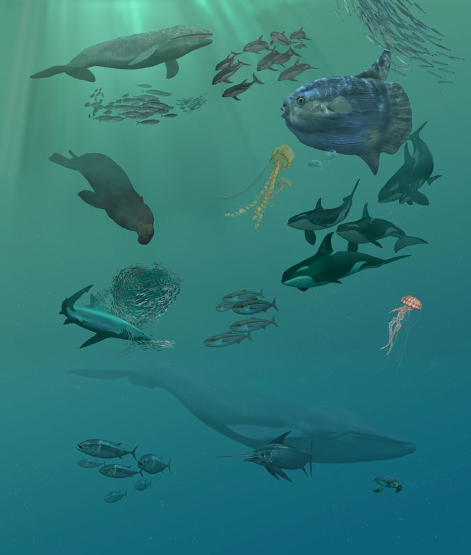 Open ocean scene with whales, dolphins, and fish. Artwork by Karen Carr