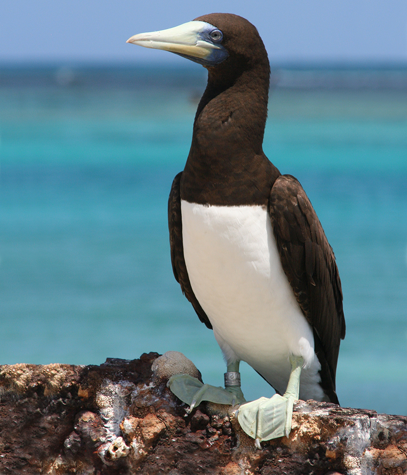 Seabird standing on rock. White breast, black back and head with large bill.