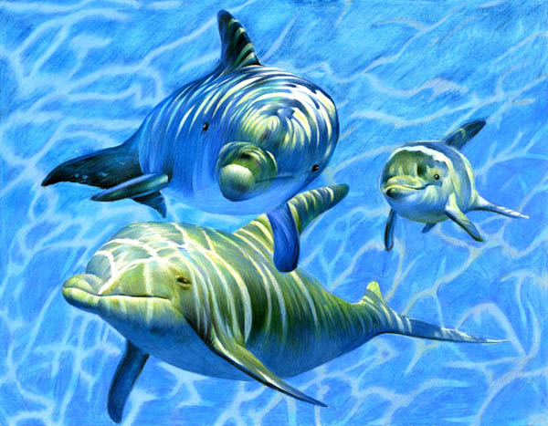Group of dolphins underwater.