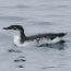 xantus' murrelet