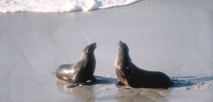 ca sea lion - foott 415px