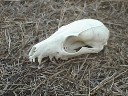 fox-fossil