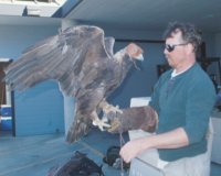 golden eagle HQ