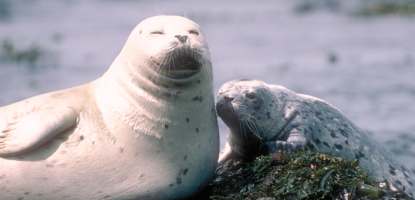Harbor seal -  Jeff Foott