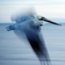 pelican in flight