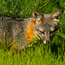 island fox                                                                       timhaufphotography.com