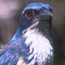 island scrub jay