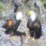 Bald Eagles