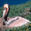 brown pelican on nest, anacapa island