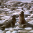 elephant seals at point benett, san miguel island         timhaufphotography.com