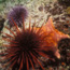purple and red sea urchins and bat star