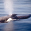 blue whale    brad sillasen