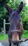 Photo of Ada the mule