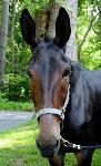 Photo of Ida the mule