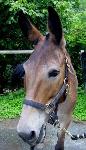 Photo of Molly the mule