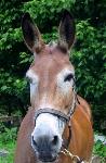 Photo of Nell the mule
