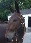 Photo of Dolly the Mule.