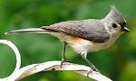 Tufted_Titmouse-