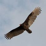 Turkey Vulture
