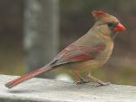 female northern cardinal