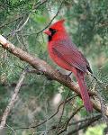 male northern cardinal
