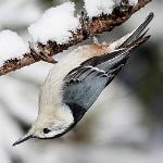 white breasted nuthatch