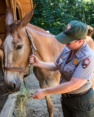 Park ranger feeding hay to a mule