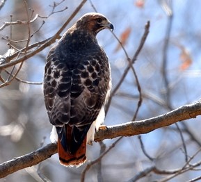 Red-Tailed Hawk in a tree