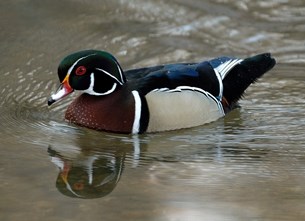 Wood Duck in the water