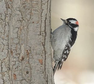 Downy Woodpecker on a tree