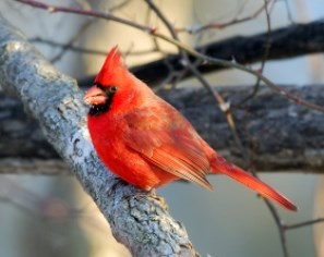 Red Northern Cardinal on a branch