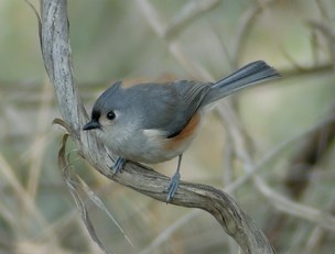 Tufted Titmouse on a branch