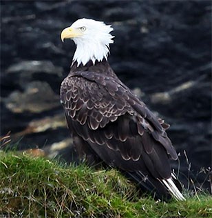 Bald eagle perched on grassy stone