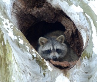 Raccoon peeking out of a tree