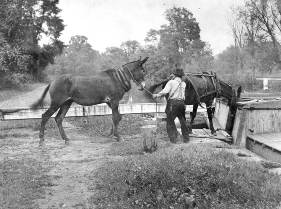 Historic photo of mules loading onto canal boat.