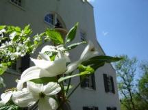 Great Falls Tavern Center with dogwood tree in bloom.