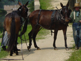 Photo of mules turning around on towpath in Georgetown.