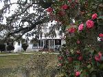 The House Seen Through Camellias