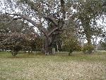Pinckney cenotaph under a live oak tree.