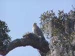 A hawk purched on a tree branch.