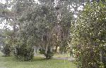 Spanish moss hanging from live oak trees.