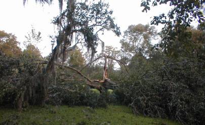 Pecan trees destroyed by Tropical Storm Gaston Pecan trees destroyed by Tropical Storm Gaston